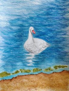 Cisne en acuarela
